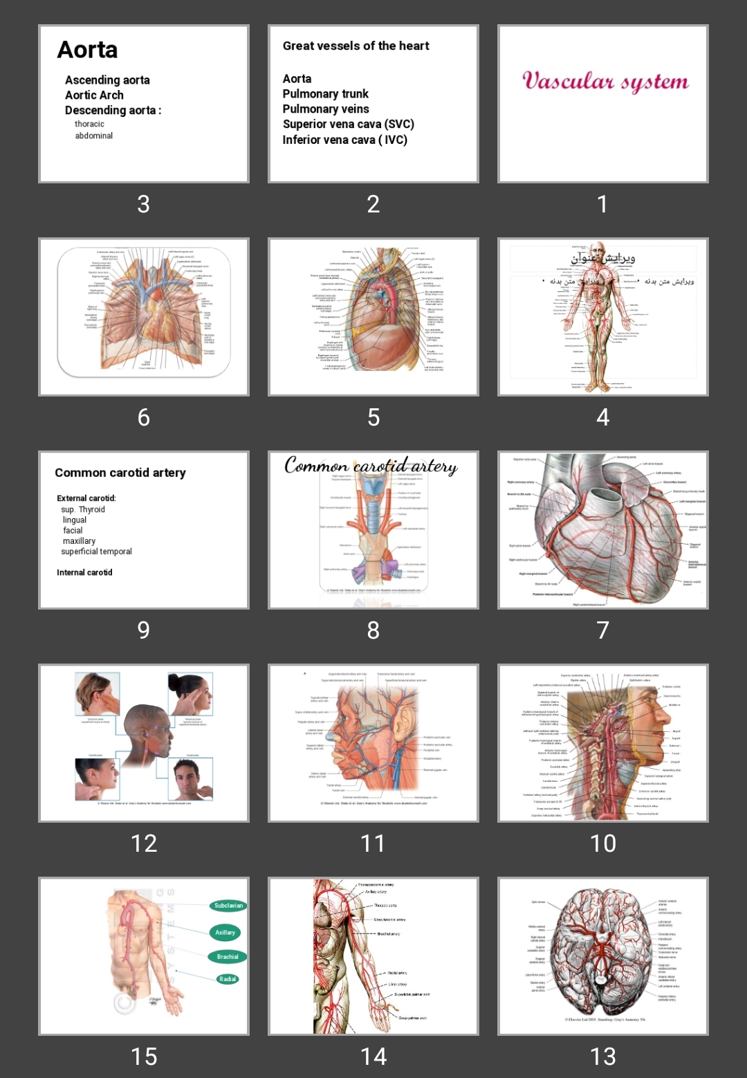 پاورپوینت vascular system