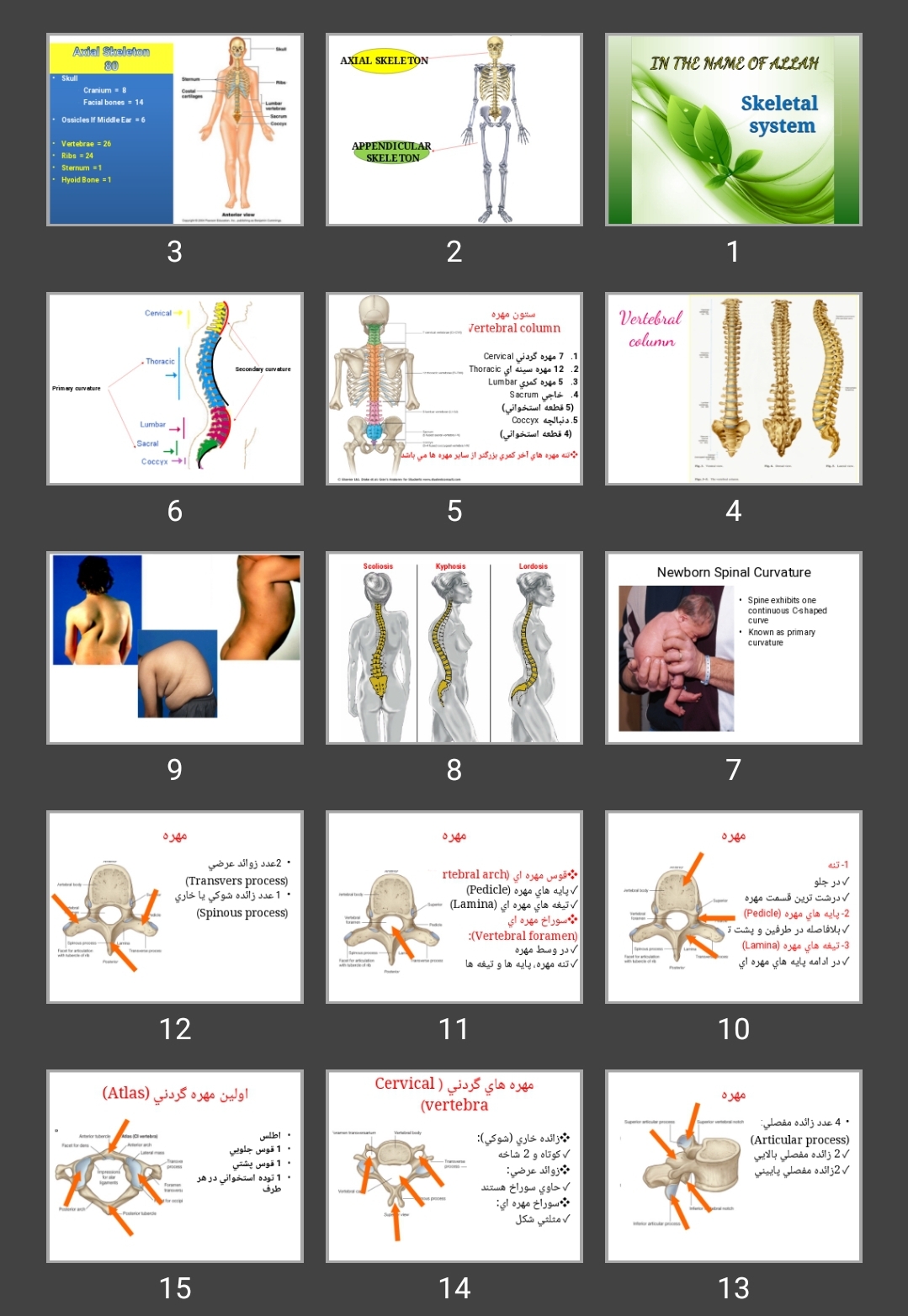 پاورپوینت Skeletal system