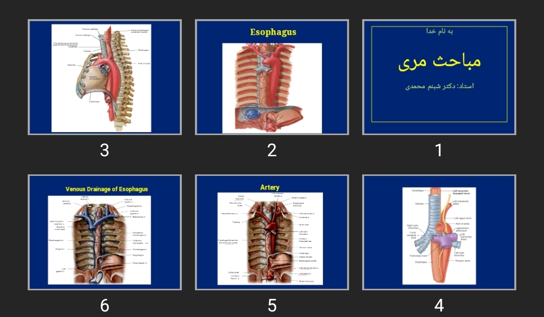 پاورپوینت مباحث مری