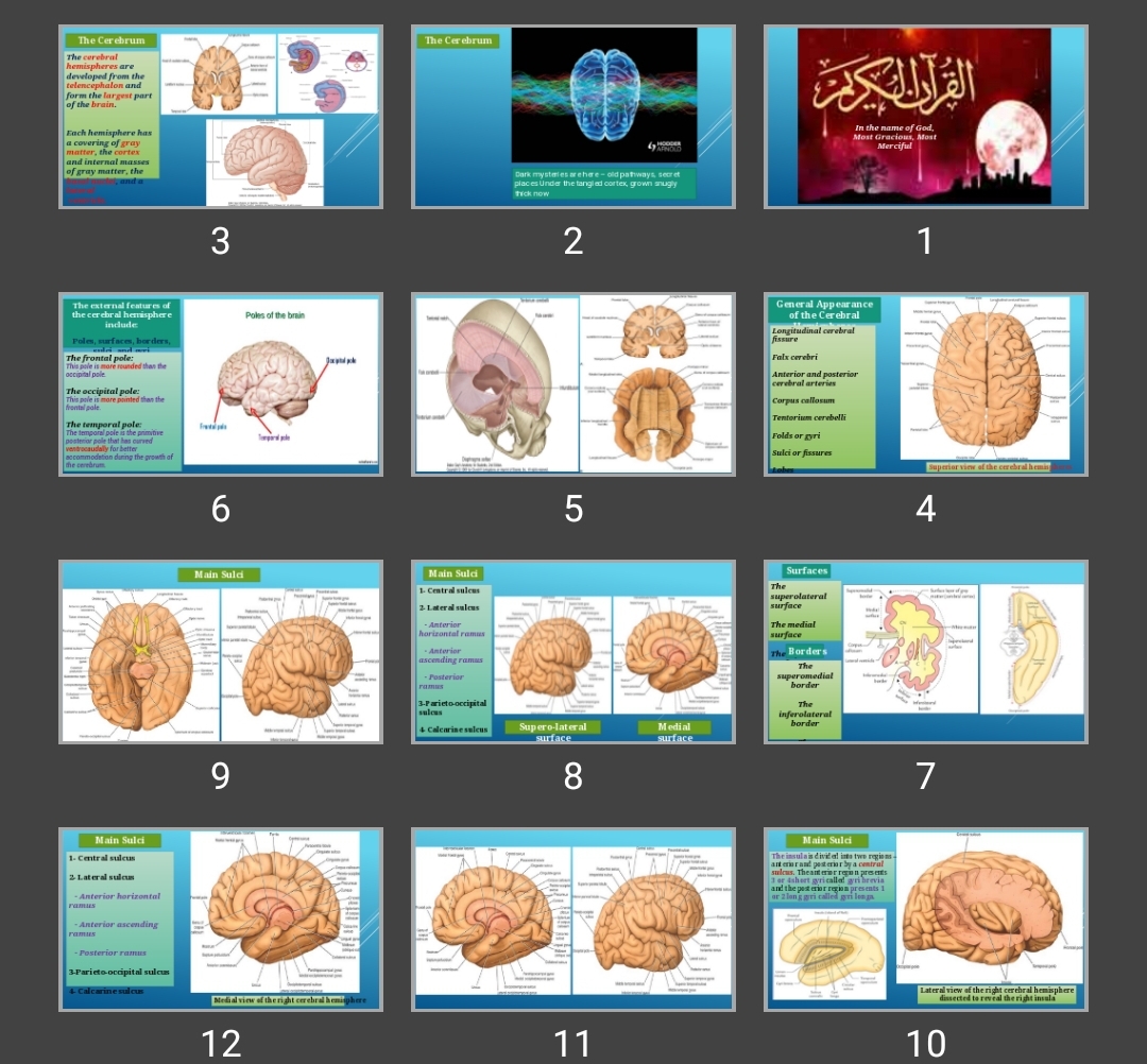 پاورپوینت The Cerebrum