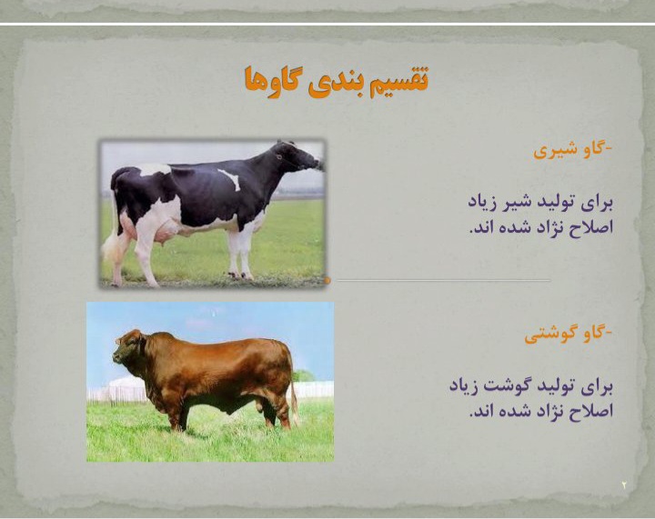 نژاد های انواع  گاو ها - ۸۷ صفحه