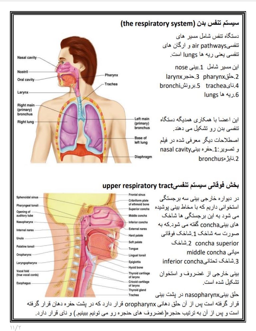 جزوه آناتومی تنفس