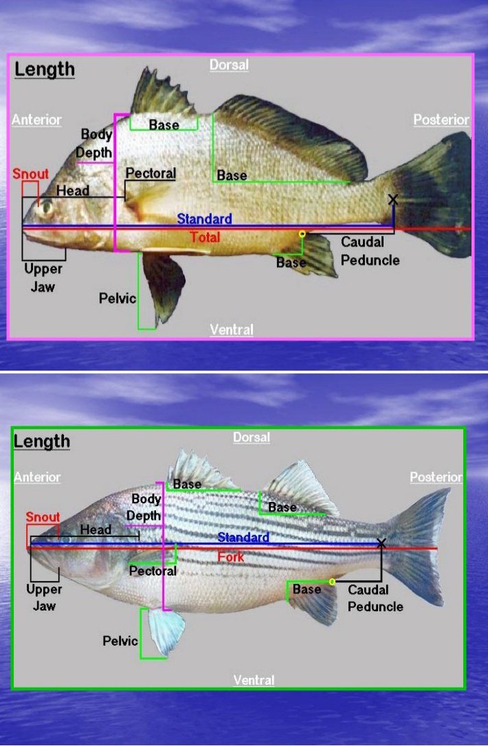 جزوه ماهی شناسی با جزئیات کامل - ۲۸۹ صفحه