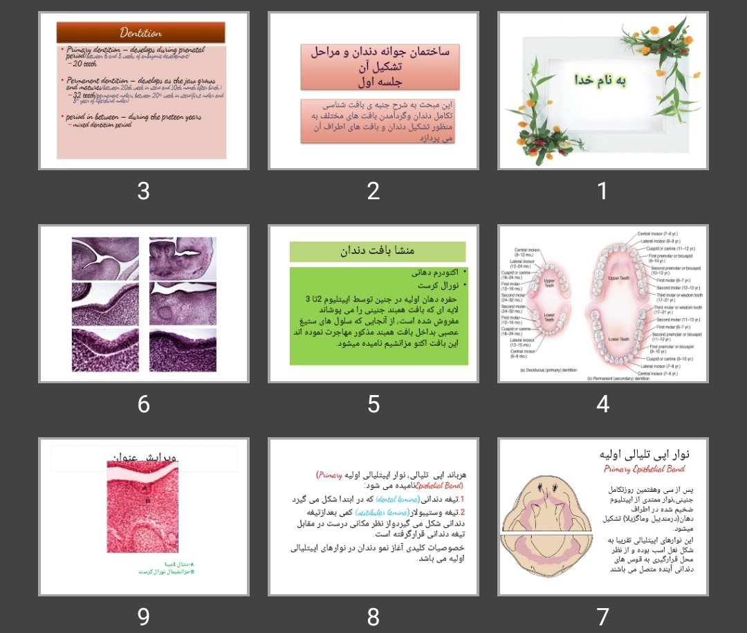 پاورپوینت ساختمان جوانه دندان و مراحل تشکیل آن جلسه اول