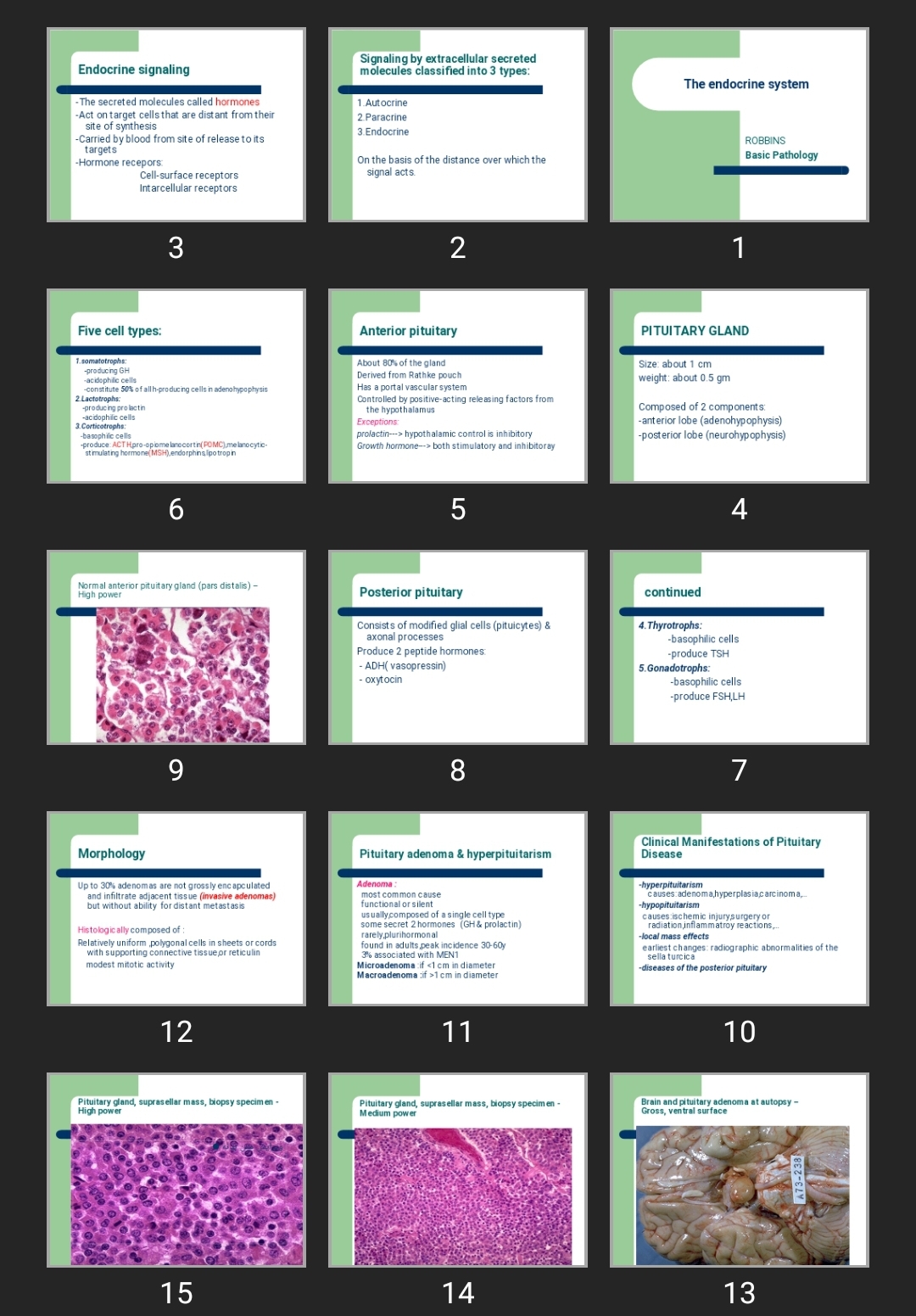 پاورپوینت The endocrine system