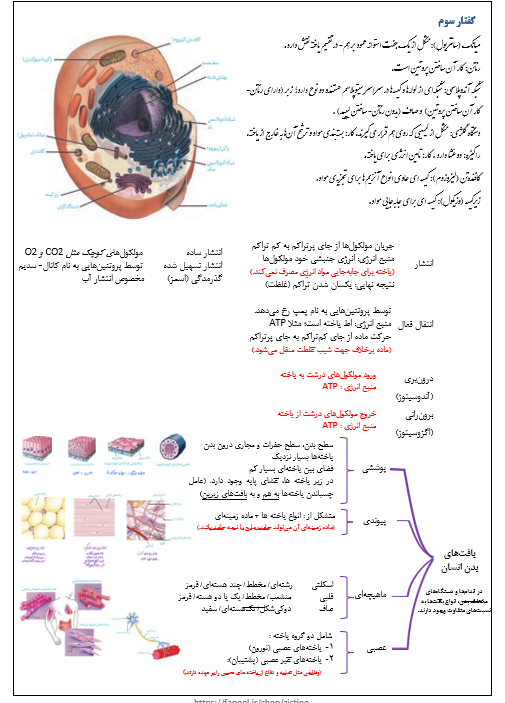 جزوه جمع بندی زیست دهم تجربی فصل اول همراه با نمونه سوال [PDF]