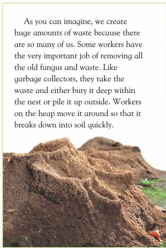 دانلود کتاب انگیسی مورچه های عجیب