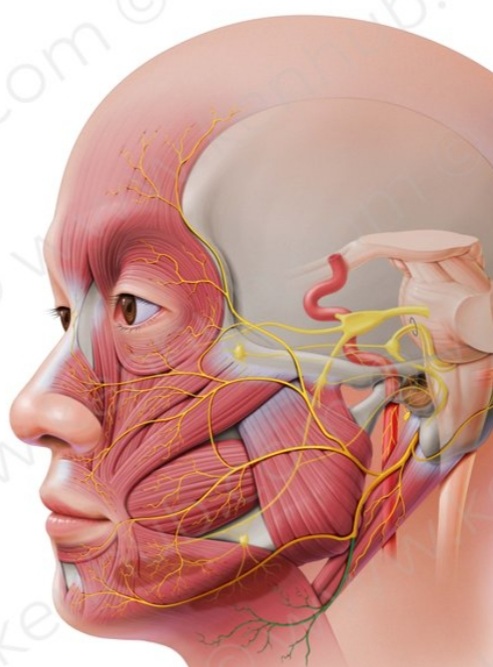 اولین ویدئوی تخصصی ۱۴۰۳ .روش تشخیص آسیب‌های وارده به اعصاب سه قلو و اعصاب فاسیال در صورت .  ۲۰ دقیقه فیلم. دکتر ابراهیم مقیمی