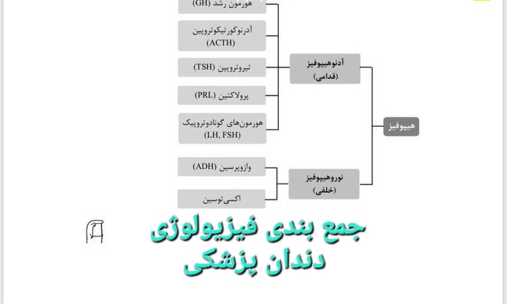 جمع بندی فیزیولوژی دندان پزشکی - ۲۵ صفحه