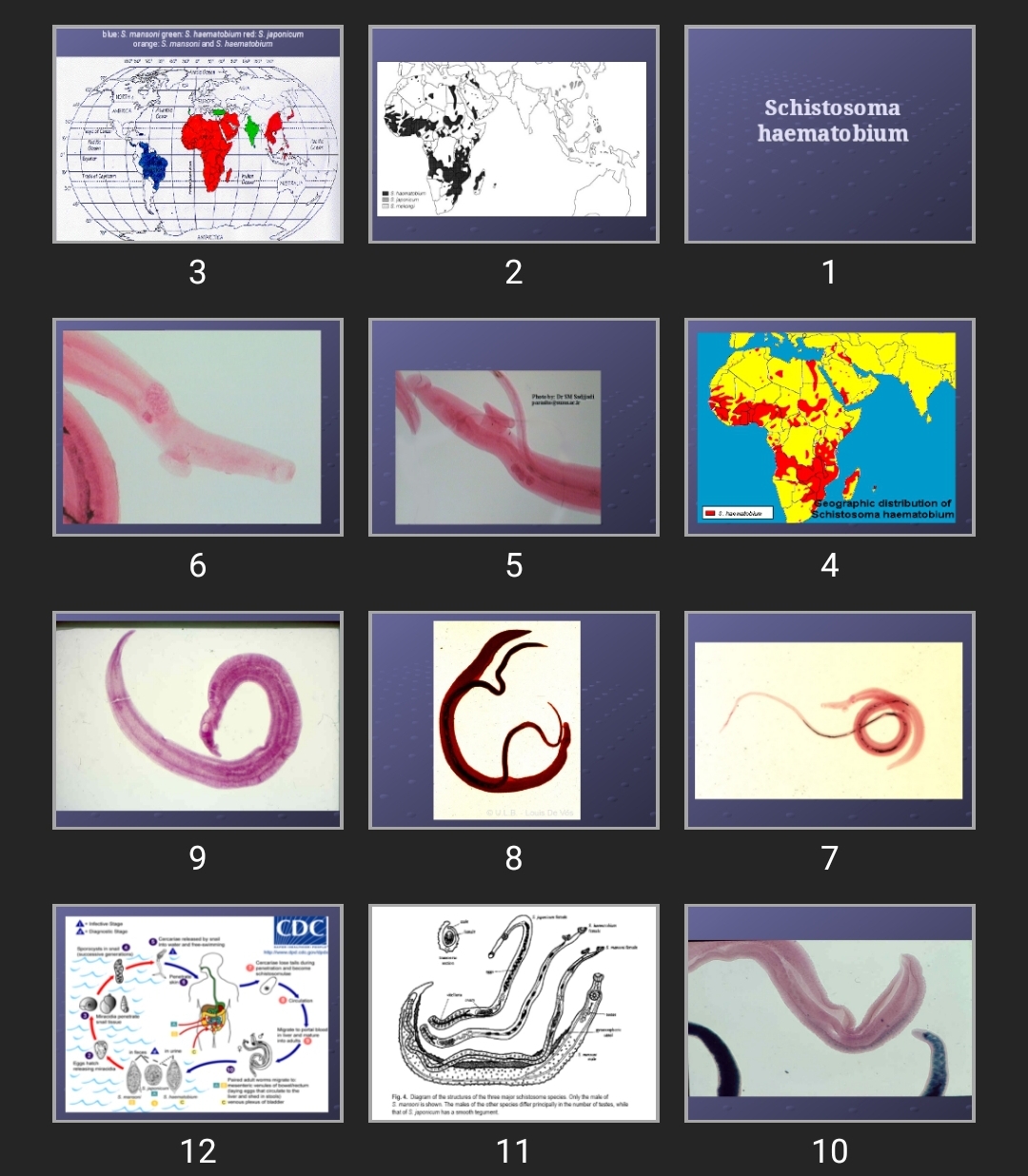 پاورپوینت Schistosoma haematobium