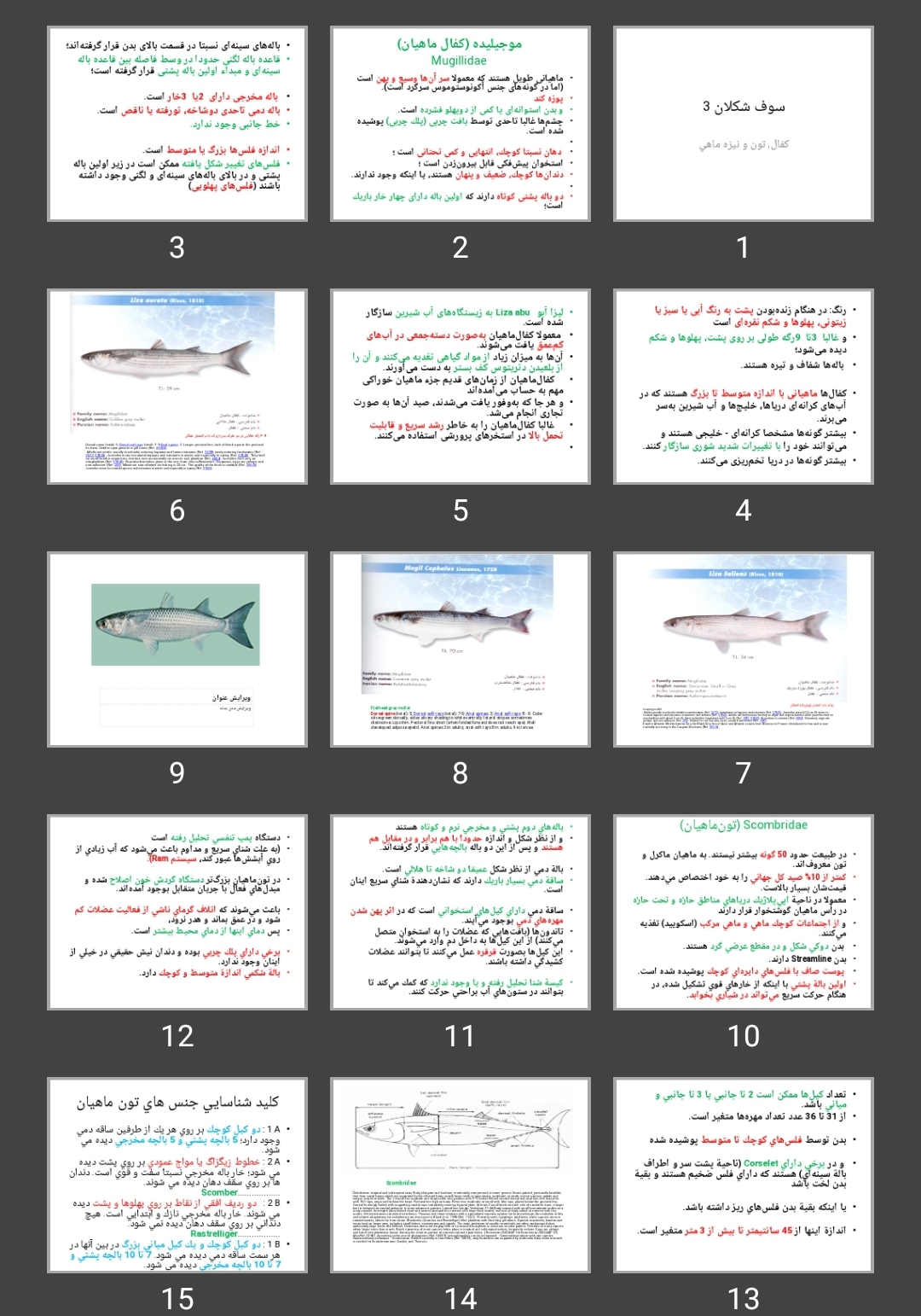 پاورپوینت ماهی كفال، تون، نيزه ماهيان، كوتر و گاوماهيان