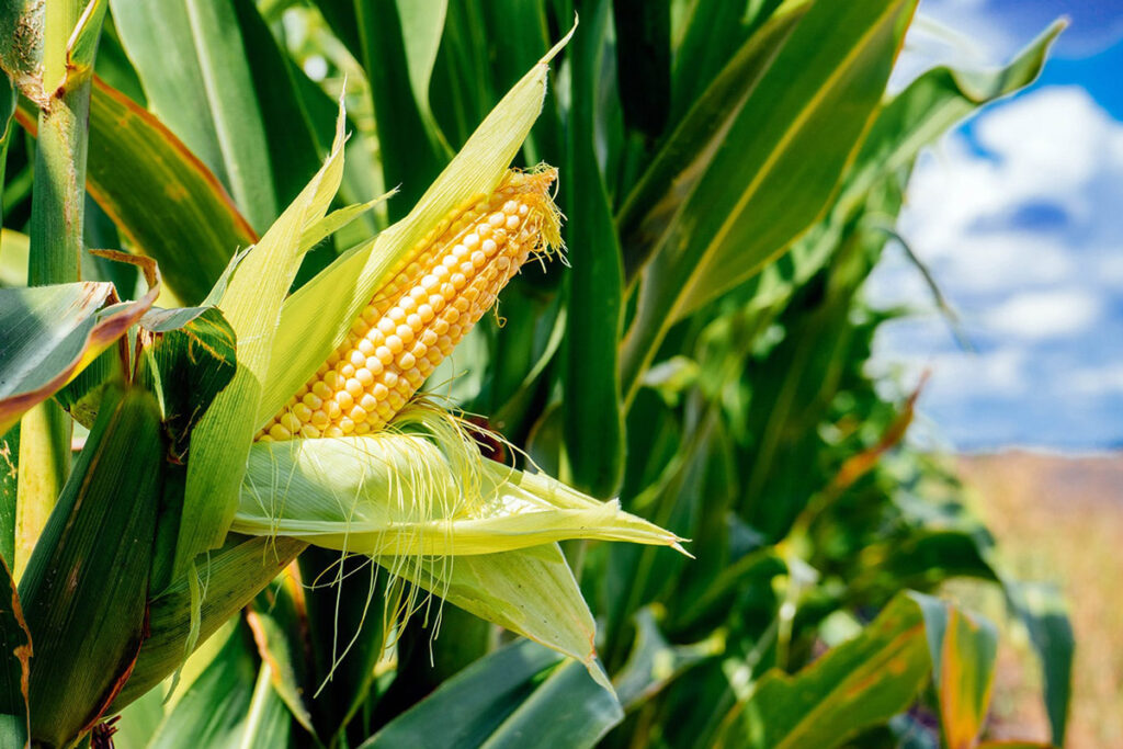 تولید و فراوری ذرت شیرین