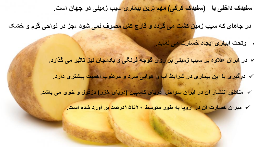 پاورپوینت بررسی بیماری سفیدک دروغی یا داخلی سیب زمینی