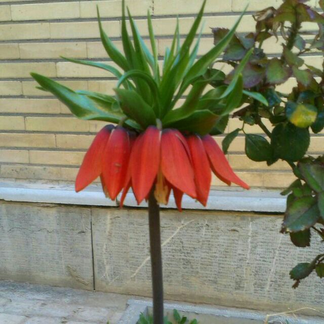 هومه نیلگون