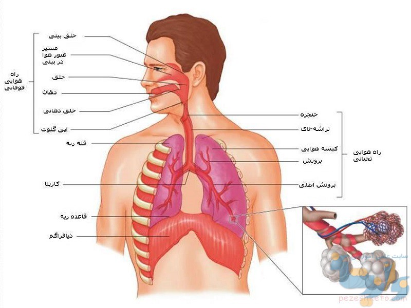 Respiratory anatomy & physiology(آناتومی تنفسی و فیزیولوژی)