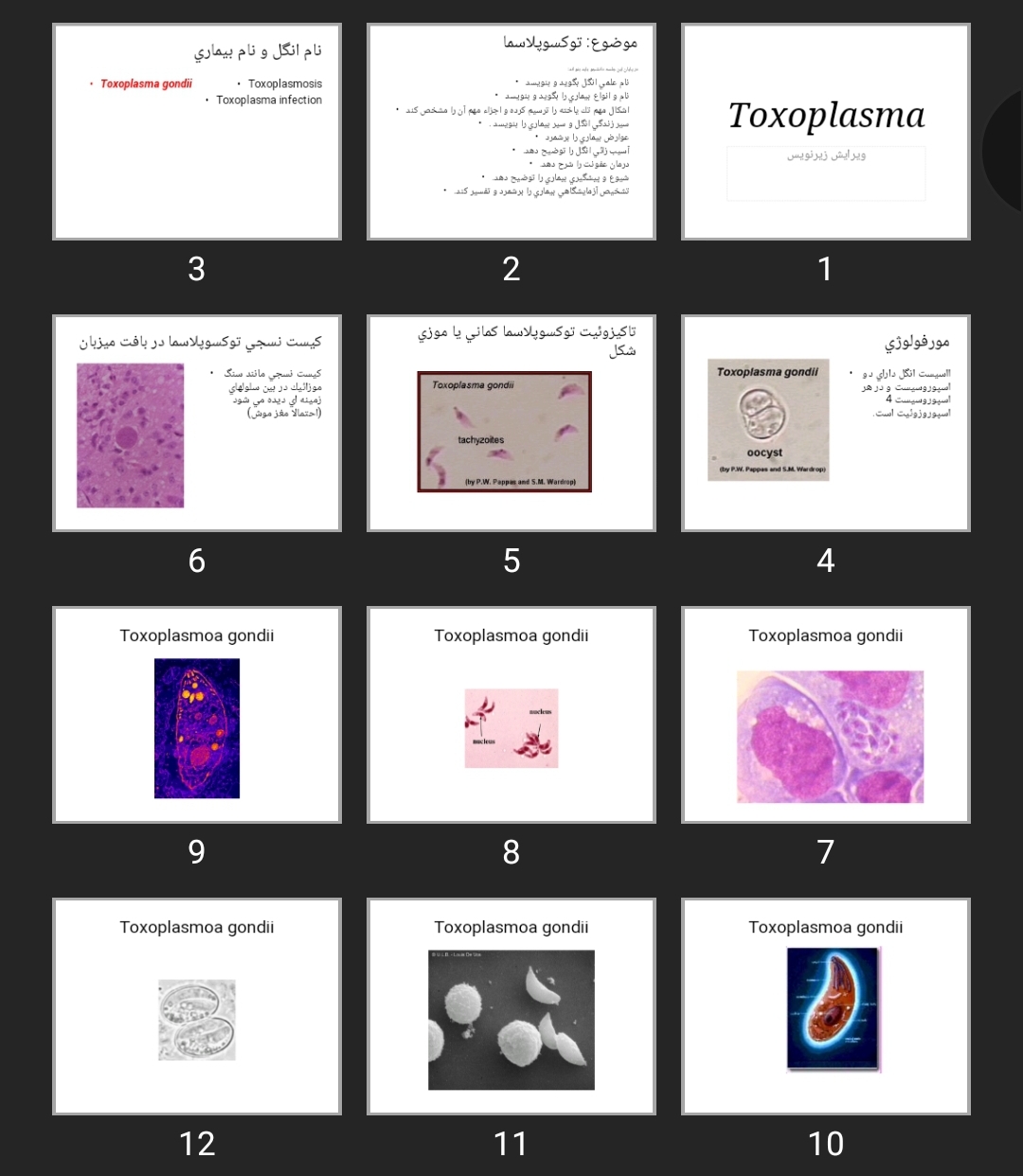 پاورپوینت Toxoplasma
