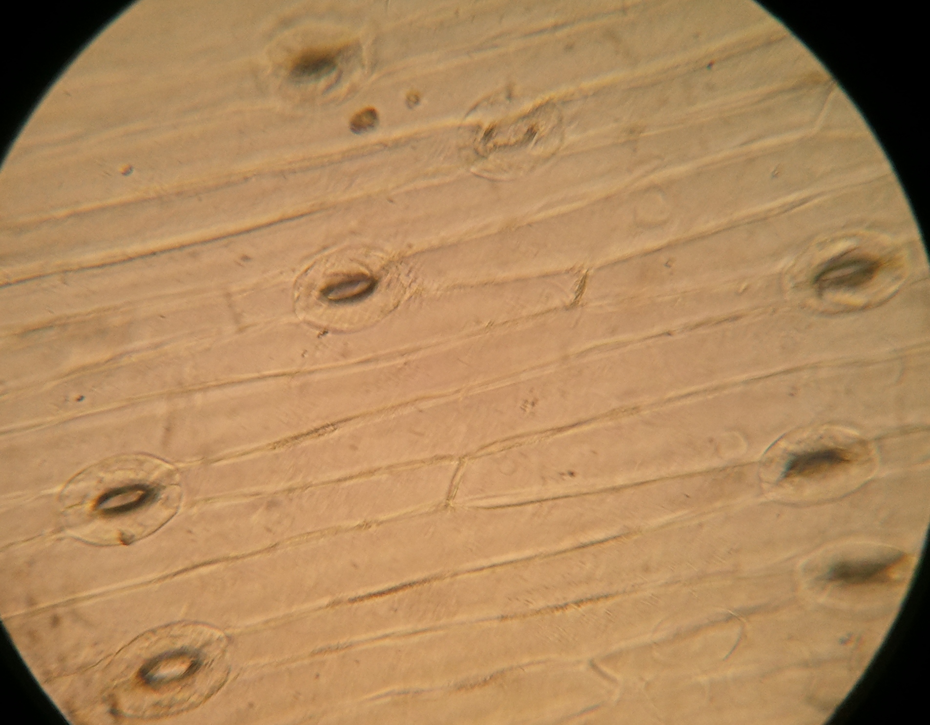 گزارشکار آزمایش بررسی روزنه های هوایی