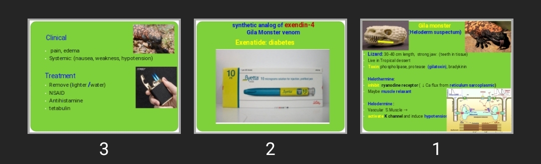 پاورپوینت Gila monster