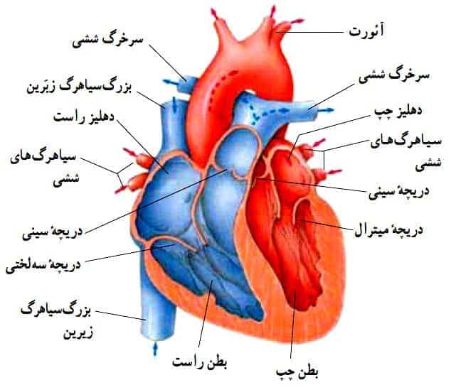 جزوه کامل مقدمات قلب / ویژه دانشجویان پزشکی / تمام اساتید دانشگاه تهران