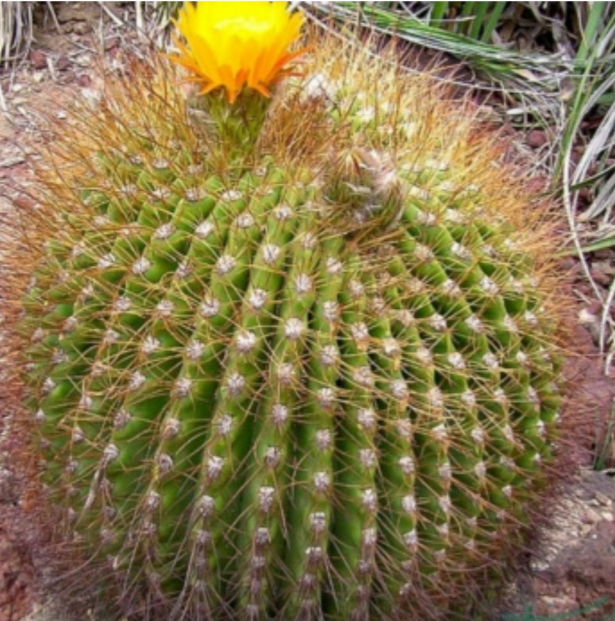 چاقی ( افزایش وزن )