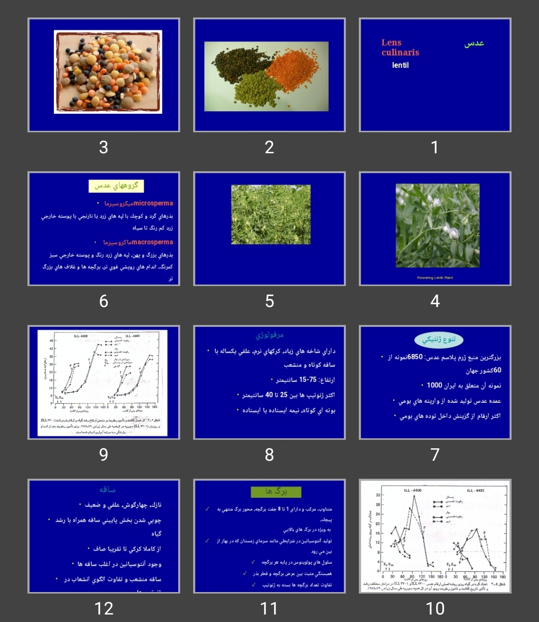 پاورپوینت عدس