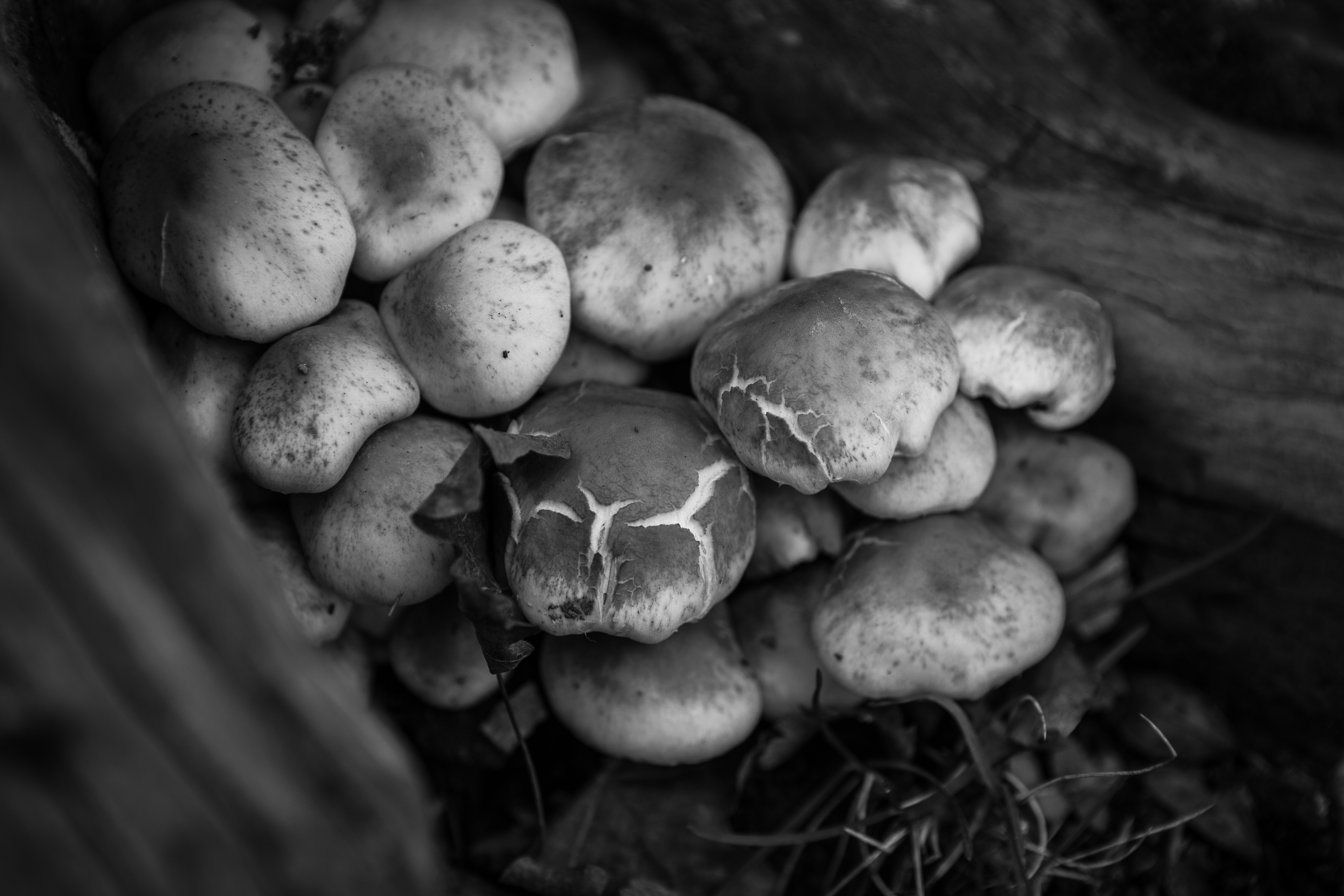 قارچهای زیبای من