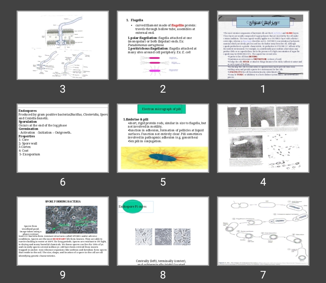 پاورپوینت Morphology of Bacteria