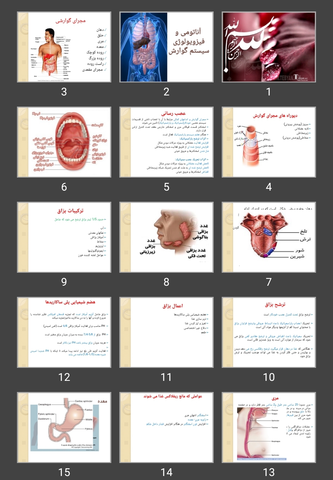 پاورپوینت آناتومی و فیزویولوژی سیستم گوارش