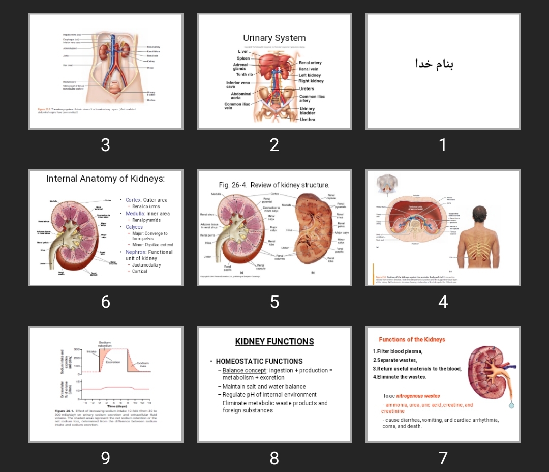 پاورپوینت Urinary System