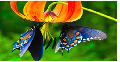 به جز حشرات، چه جانورانی به گرده افشانی کمک می کنند؟