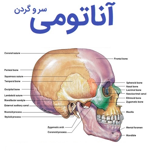 خلاصه آناتومی سر و گردن - دکتر رسولی - ۸۰ صفحه