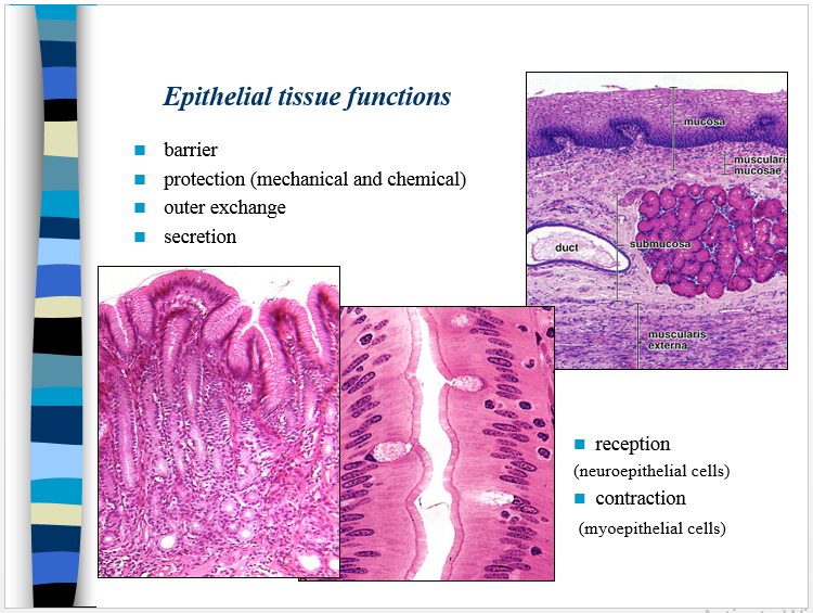 Presentation About Epithelial Tissue