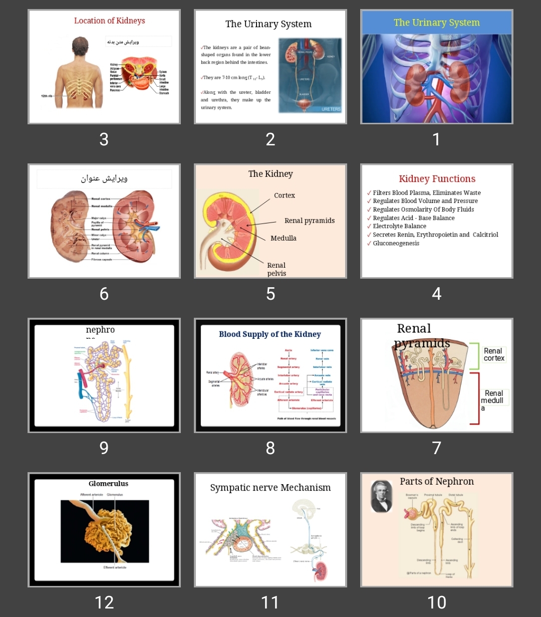 پاورپوینت The Urinary System