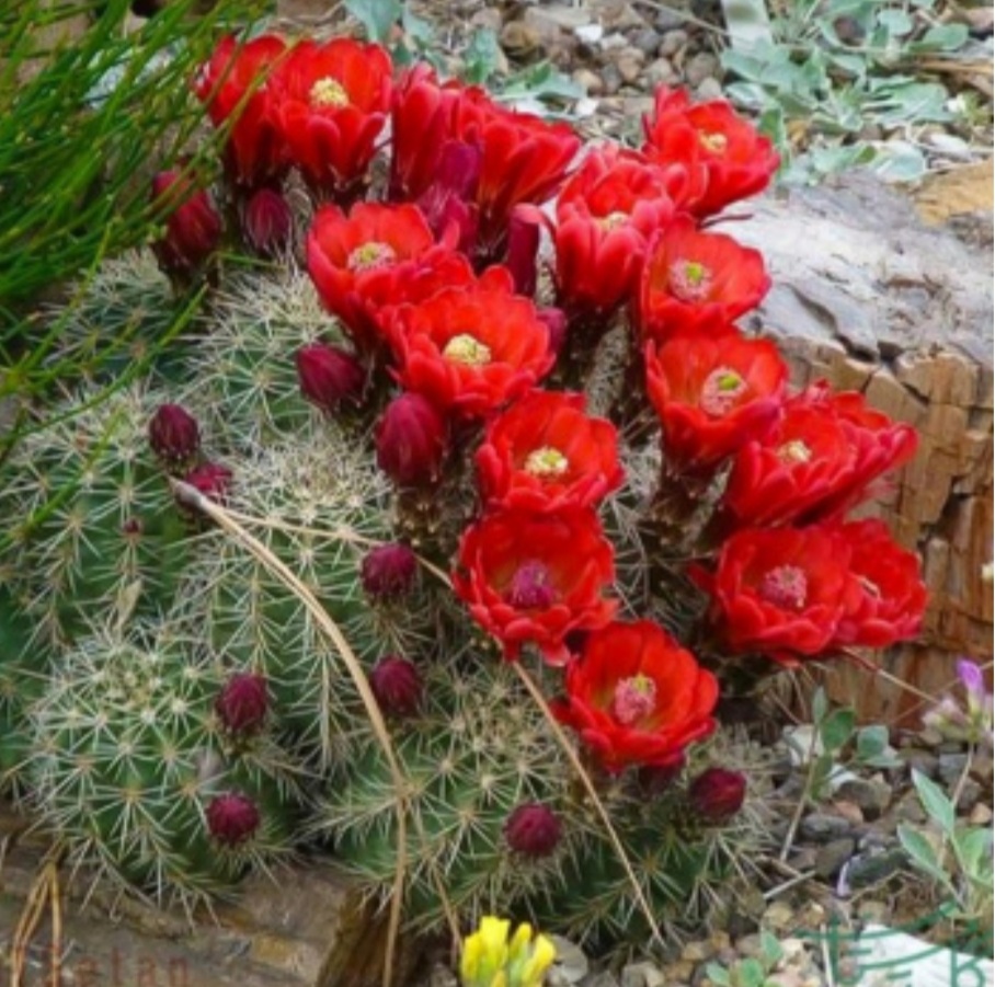 دستگاه گوارش ( اصلاح وپاکسازی)