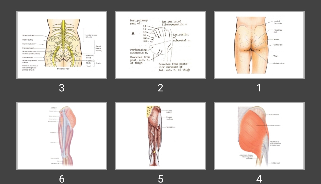 پاورپوینت ناحیه گلوتئال و عقب ران