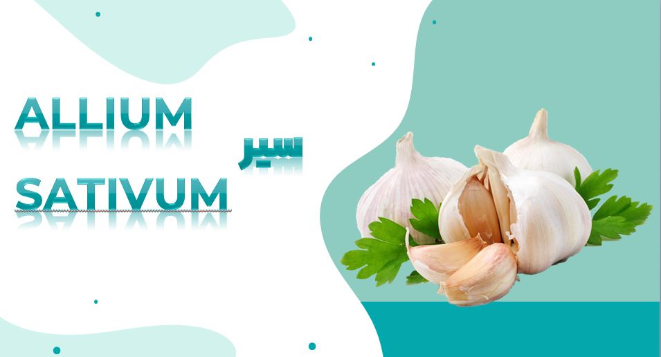 پاورپوینت آشنایی با گیاه سیر 34 اسلاید اتوماتیک با افکت