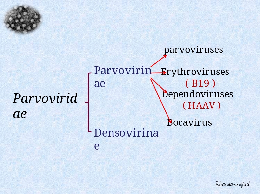 پاورپوینت Parvoviridae