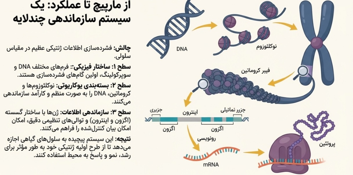 •پاورپوینت_pdf تخصصی توسط هوش مصنوعی - از پنج فصل سوم(فصول 11 تا 15) اصول بیوتکنولوژی گیاهی – ژنتیک مولکولی و انتقال ژن- مناسب امتحان و آزمون جامع"