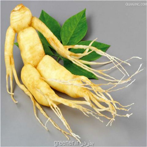 پاورپوینت جنسینگ ginseng