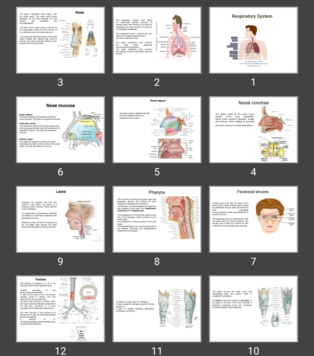 پاورپوینت Respiratory System