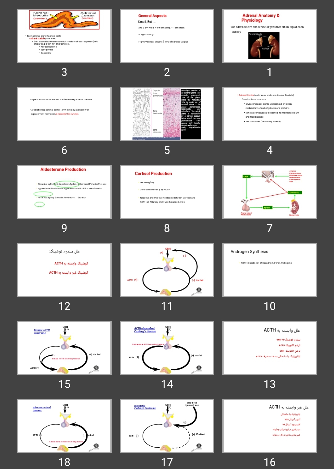 پاورپوینت Adrenal Anatomy &  Physiology