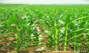 تحقیق و پژوهش آموزش کشت جو