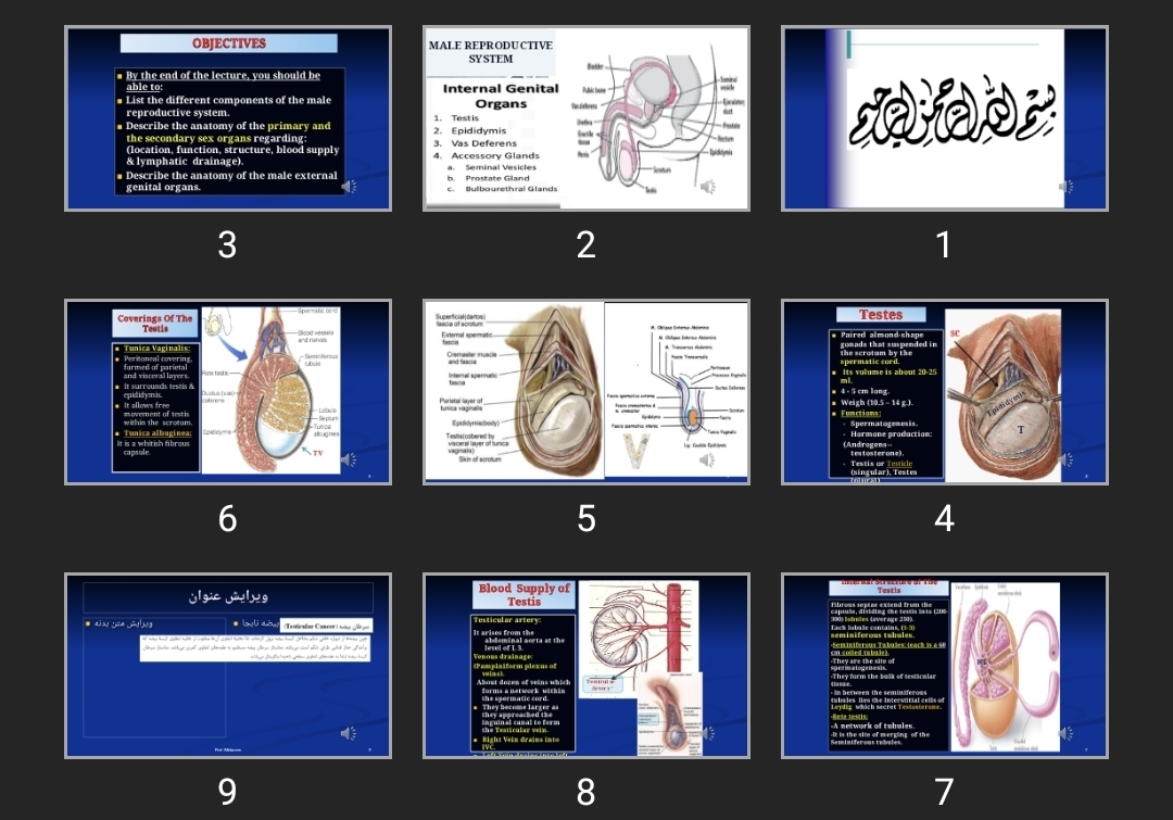 پاورپوینت MALE REPRODUCTIVE SYSTEM