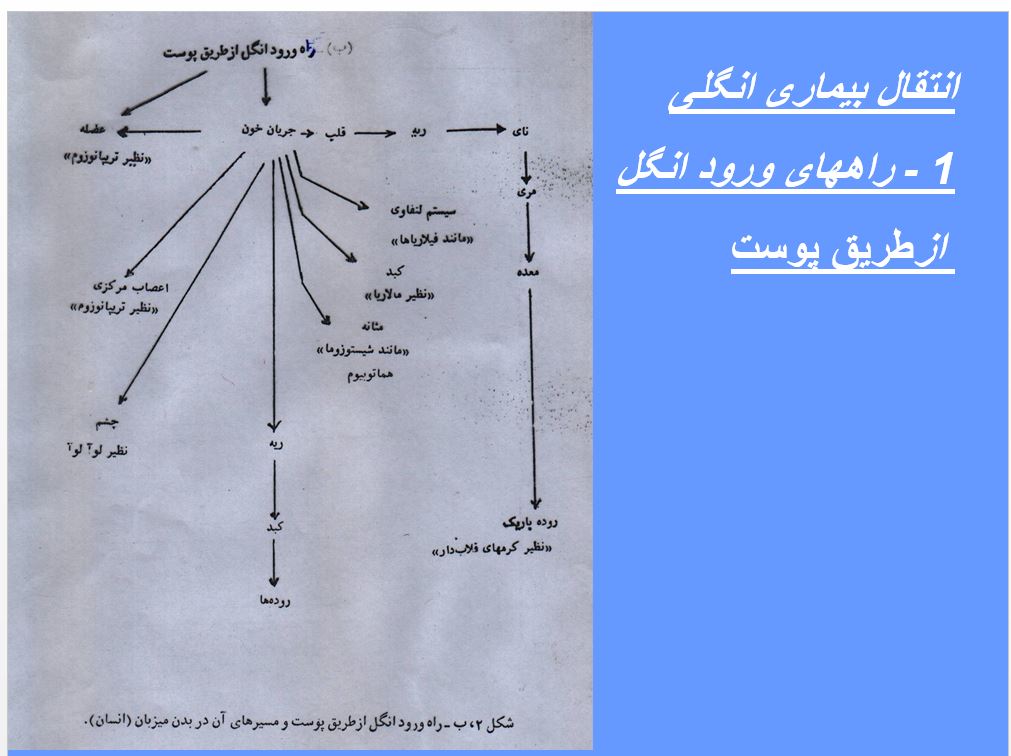 پاورپوینت انگل شناسی رشته پرستاری و مامایی در370 اسلاید