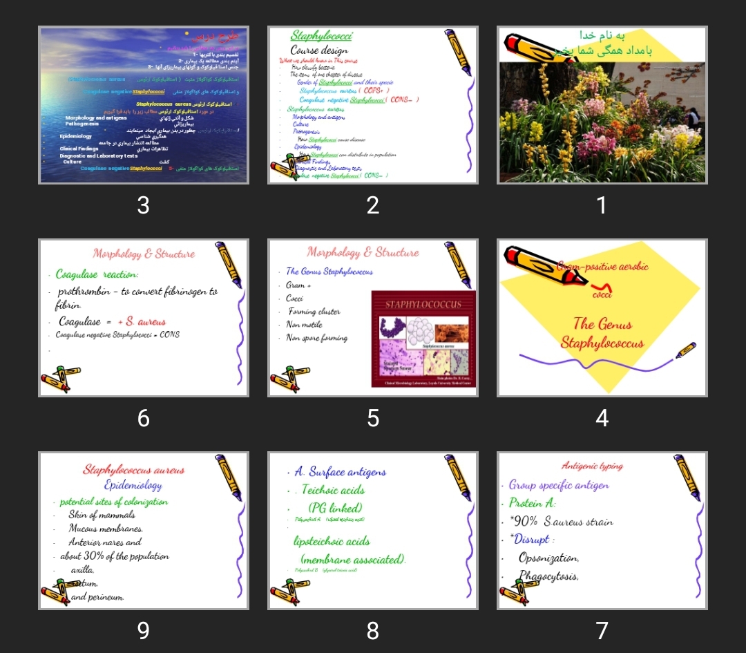 پاورپوینت staphilococci