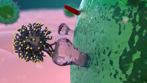 مجموعه تصاویر واقعی و طراحی شده از کرونا