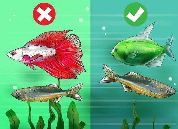 پرورش ماهیان زینتی و آکواریومی