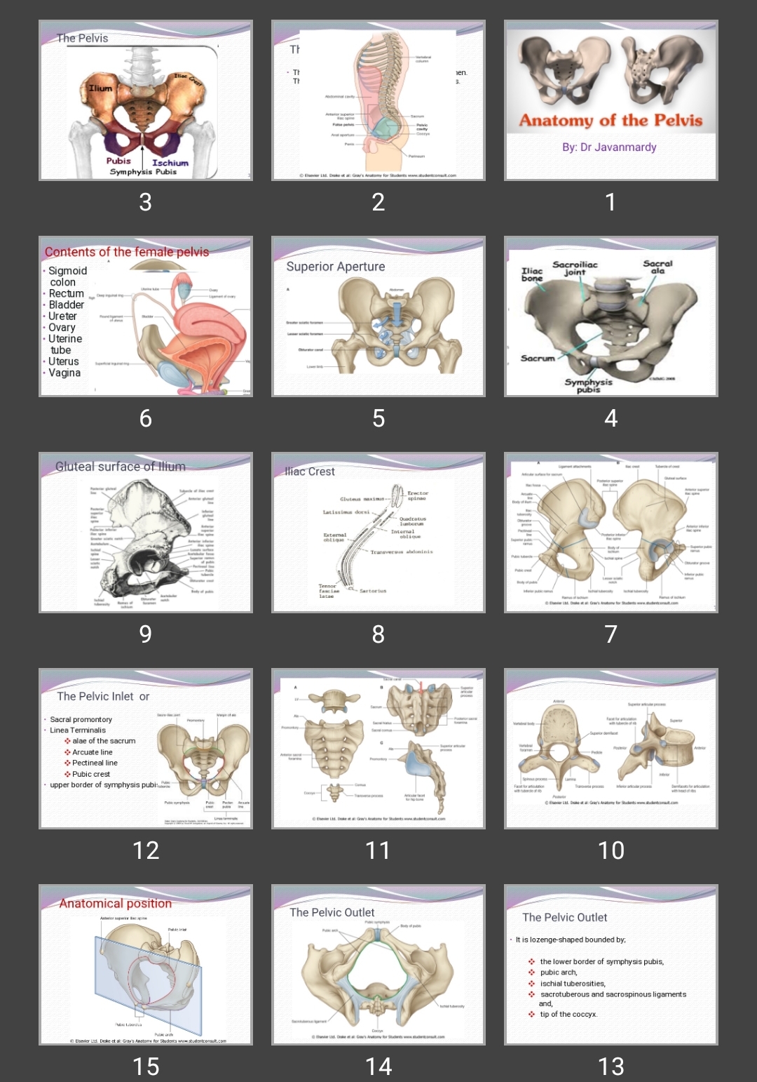 پاورپوینت Anatomy of the Pelvis