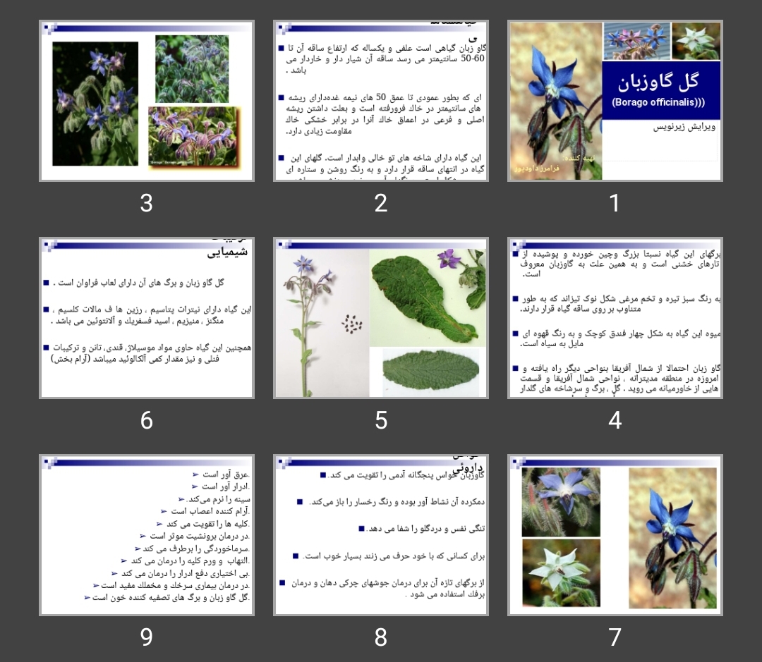 پاورپوینت گل گاوزبان (Borago officinalis)