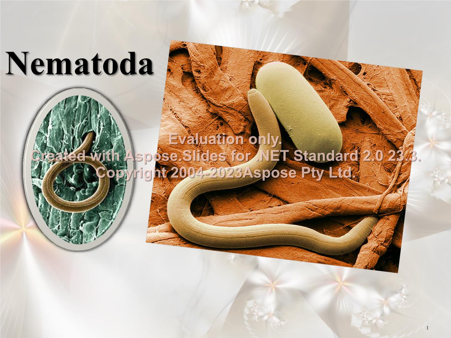 پاورپوینت Nematoda انگلهای گیاهی      تعداد اسلاید : 16      نسخه کامل✅